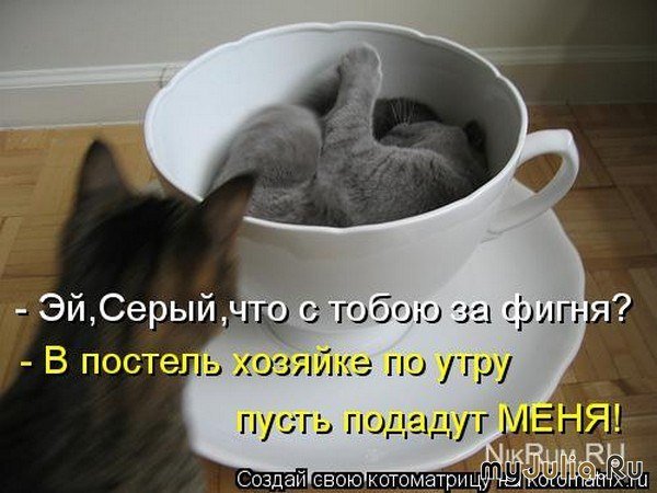 Доброе утро с кошками