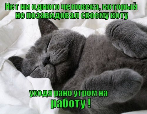 С добрым субботним утром с котиком