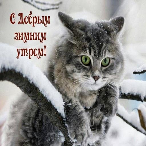Доброе зимнее утро с котятами
