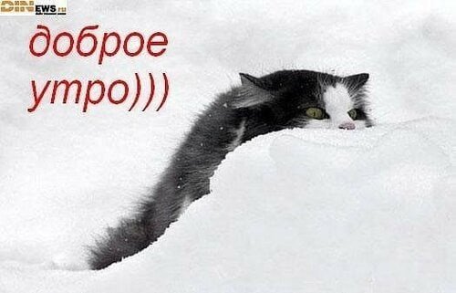 Доброе утро зима кот