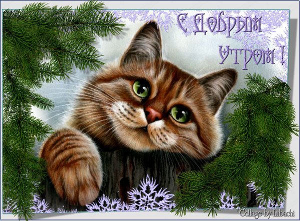 Доброе зимнее утро с котом