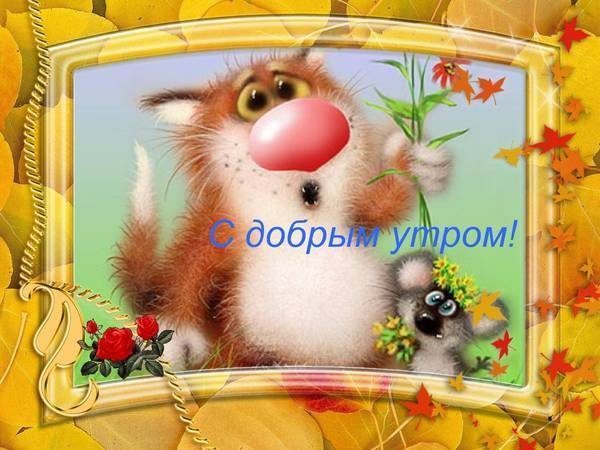 Смешные пожелания с добрым утром
