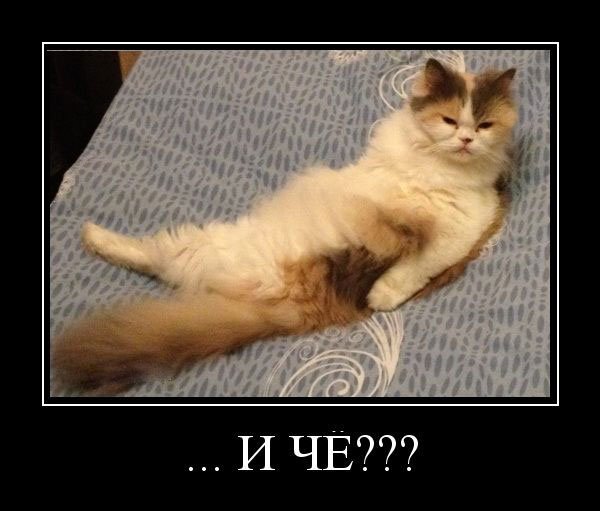 Чё прикол