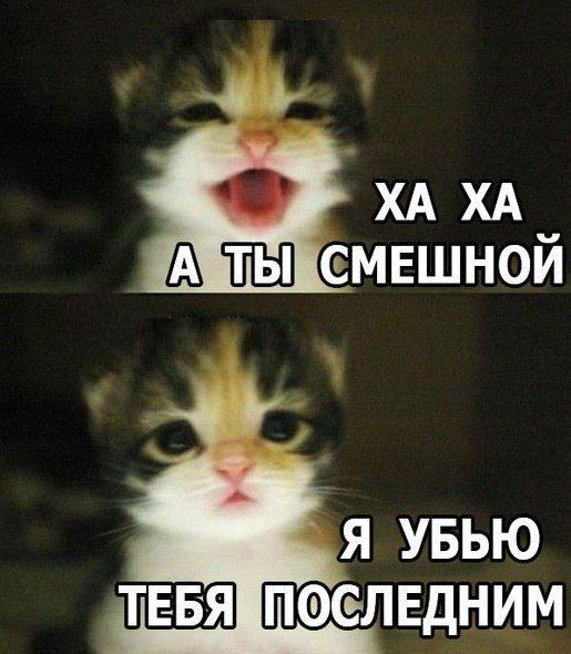 Коты мемы