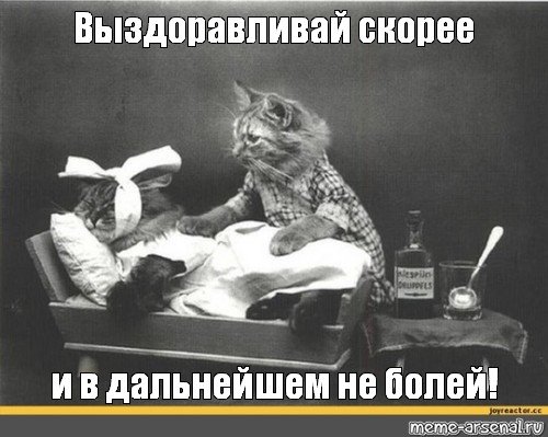 Выздоравливай скорее кот