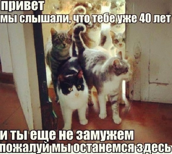 Независимая женщина с кошками
