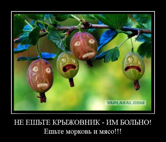 Крыжовник прикол