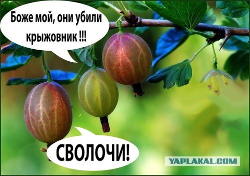 Крыжовник смешной