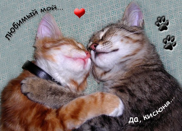 Любимый кот