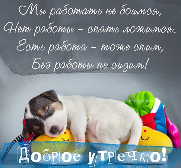 Доброе утро с животными прикольные с пожеланиями