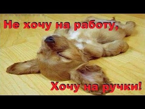 Незрчу на работу приколы