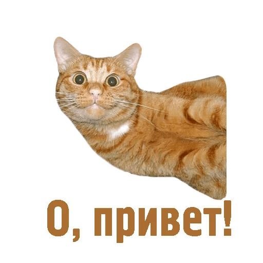 Привет котик