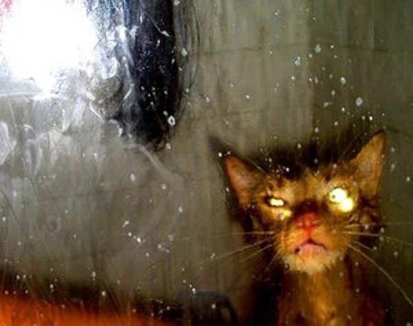 Веселые коты под дождем