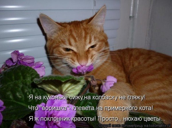 Шутка про кошек и цветы