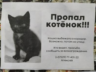 Потерялся кот объявление