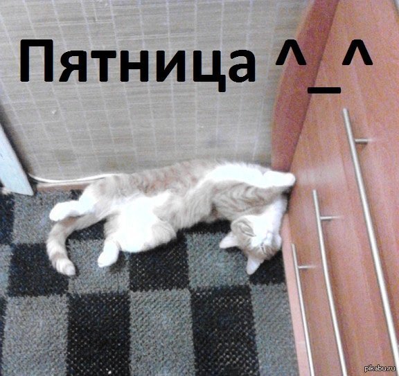 Пятница котики
