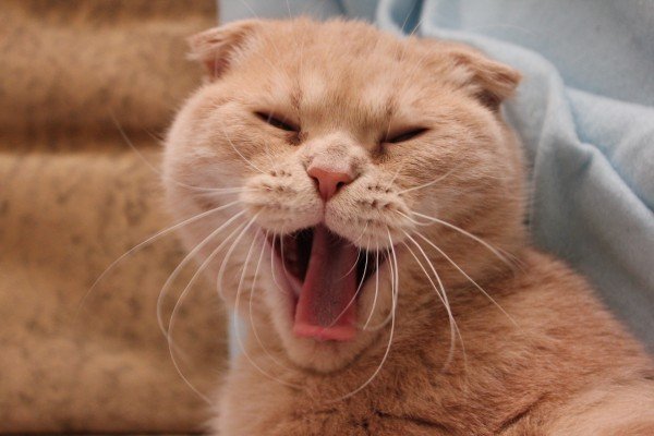 Ура пятница котики