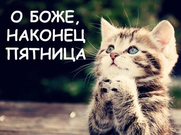 С добрым утром пятница с котятами
