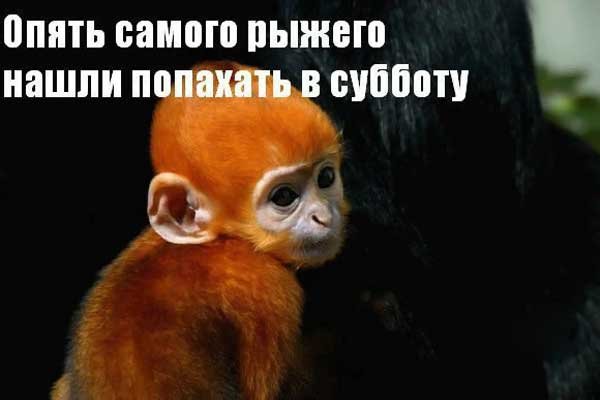 Шутки про рабочую субботу