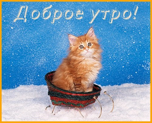 Доброе зимнее утро с котиками