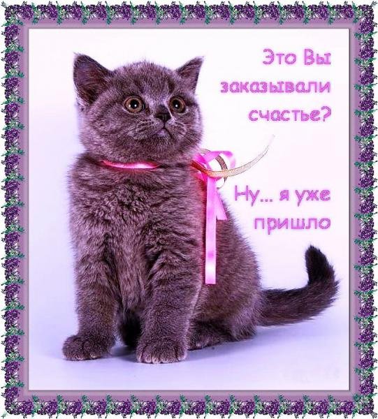 С днем рождения кошечка