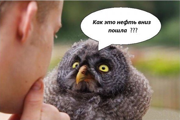 Птица прикол