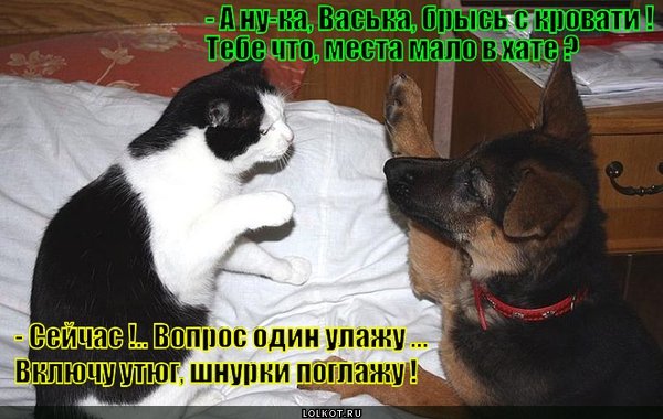 День глаженых шнурков 11 мая