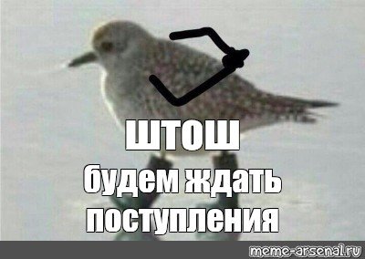 Мем штош с птицей