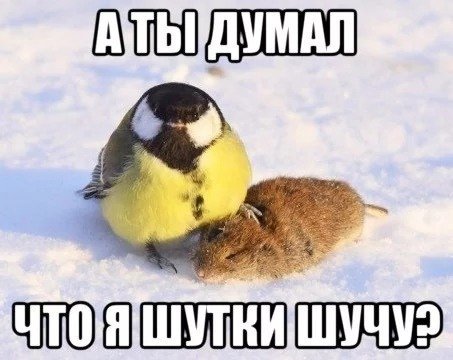 Мемы с птицами