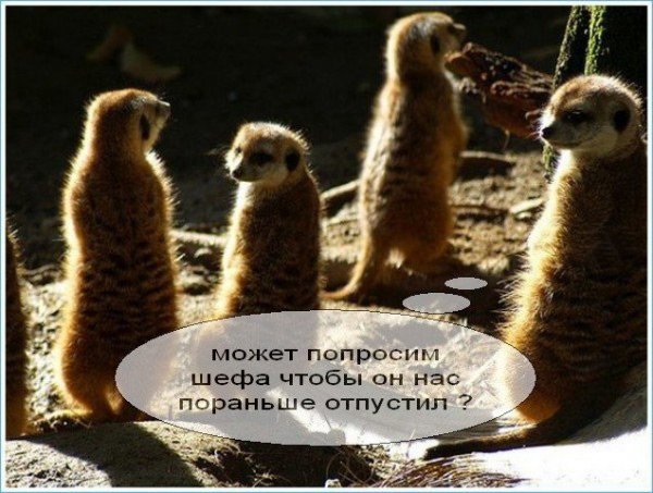 Весёлой пятницы картинки