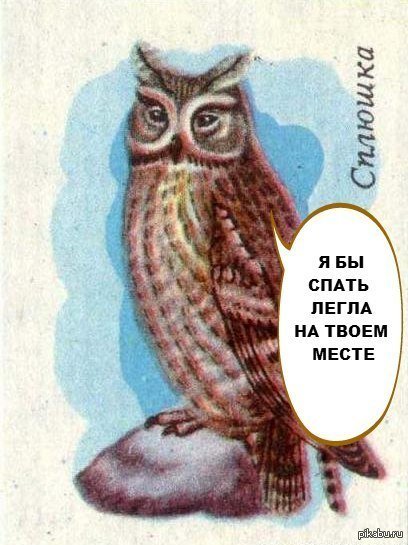 Сова не спит