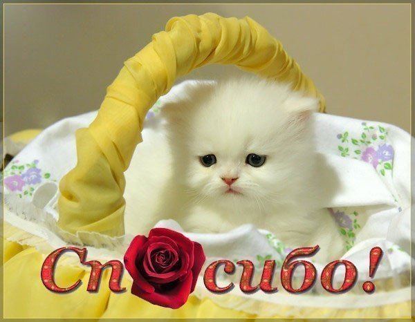 Милая кошечка спасибо