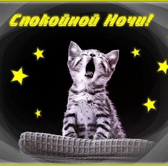 Доброй ночи с котятами