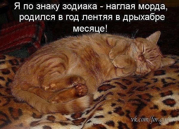 Смешные котики с надписями