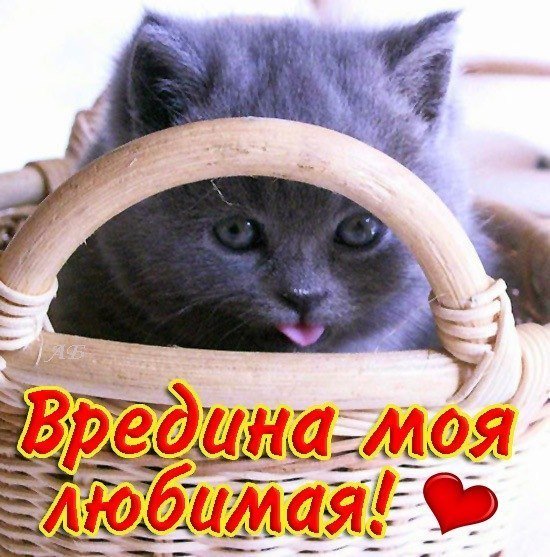 Вредина моя любимая