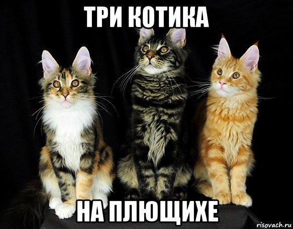 Три кота мемы