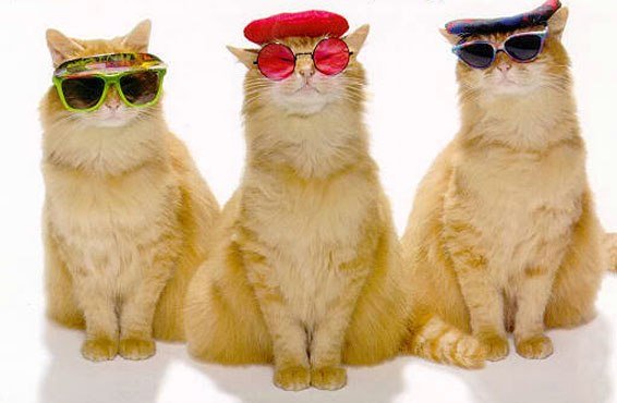 Крутые коты