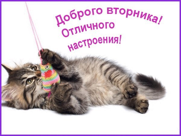 Вторник котики