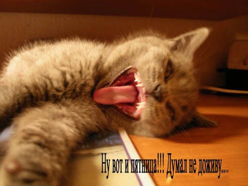 Пятница котики