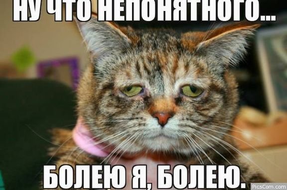 Коты мемы устал