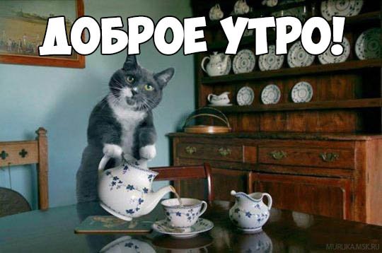 С добрым утром прикольные смешные с надписями