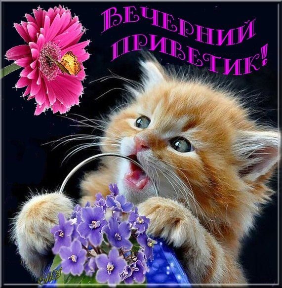 Приветик добрый вечер