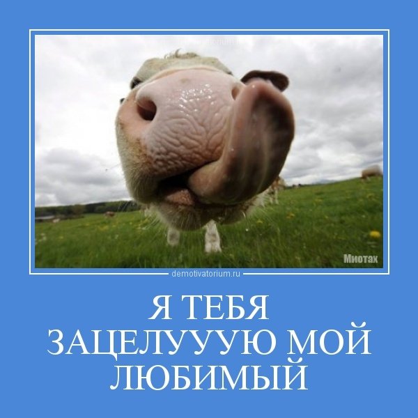 Картинки я тебя люблю прикольные