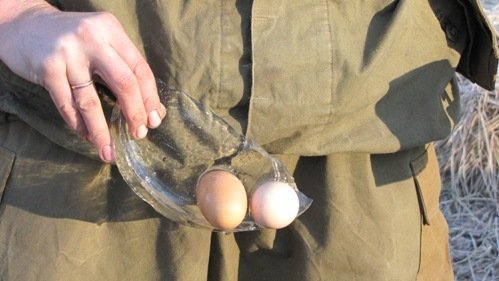 Яйца мерзнут