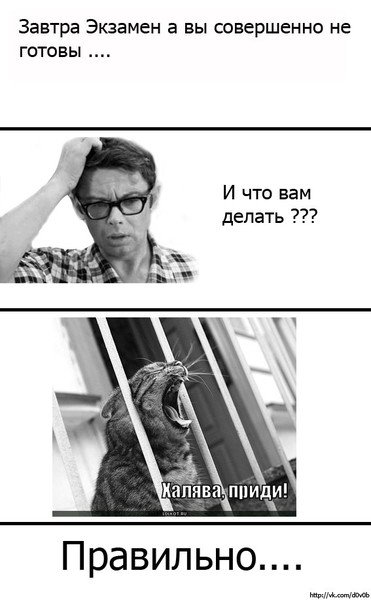 Завтра экзамен картинки смешные