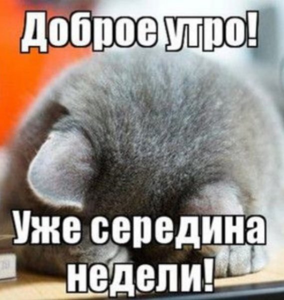 Забавные картинки с добрым утром