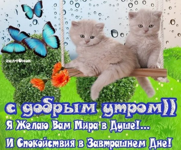 Красивое пожелание с добрым утром с котятами