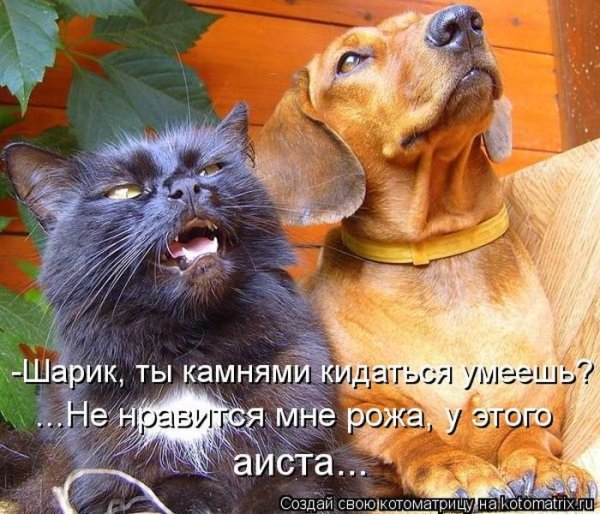 Юмор с животными с надписями