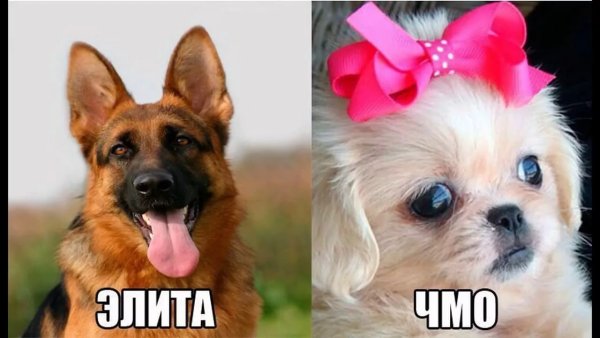 Картинки приколы смешные с надписями