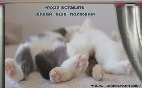 Доброе утро котики